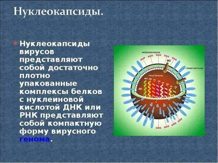 Вирус это простыми словами