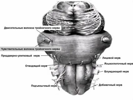 Двигательными черепными нервами являются