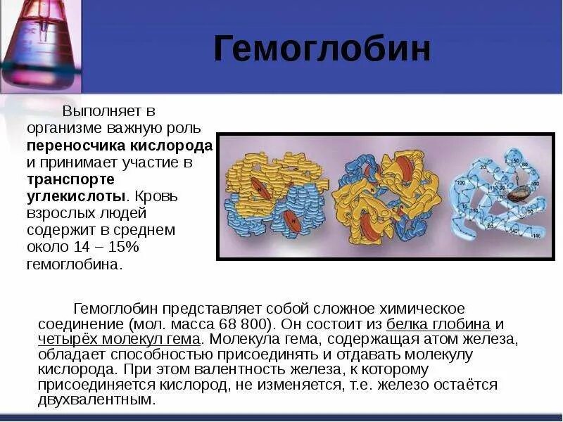 Принимают участие от имени. Гемоглобин и его участие в транспорте кислорода. Гемоглобин и его роль в транспорте кислорода и углекислого газа. Роль гемоглобина в организме. Гемоглобин и его роль в организме.