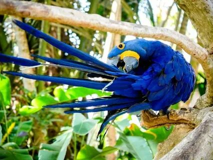 Diverse wildlife