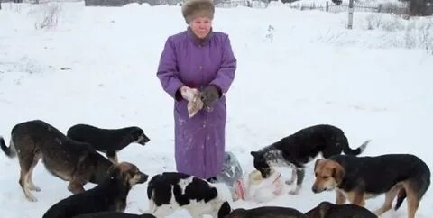 Стая собак женщина