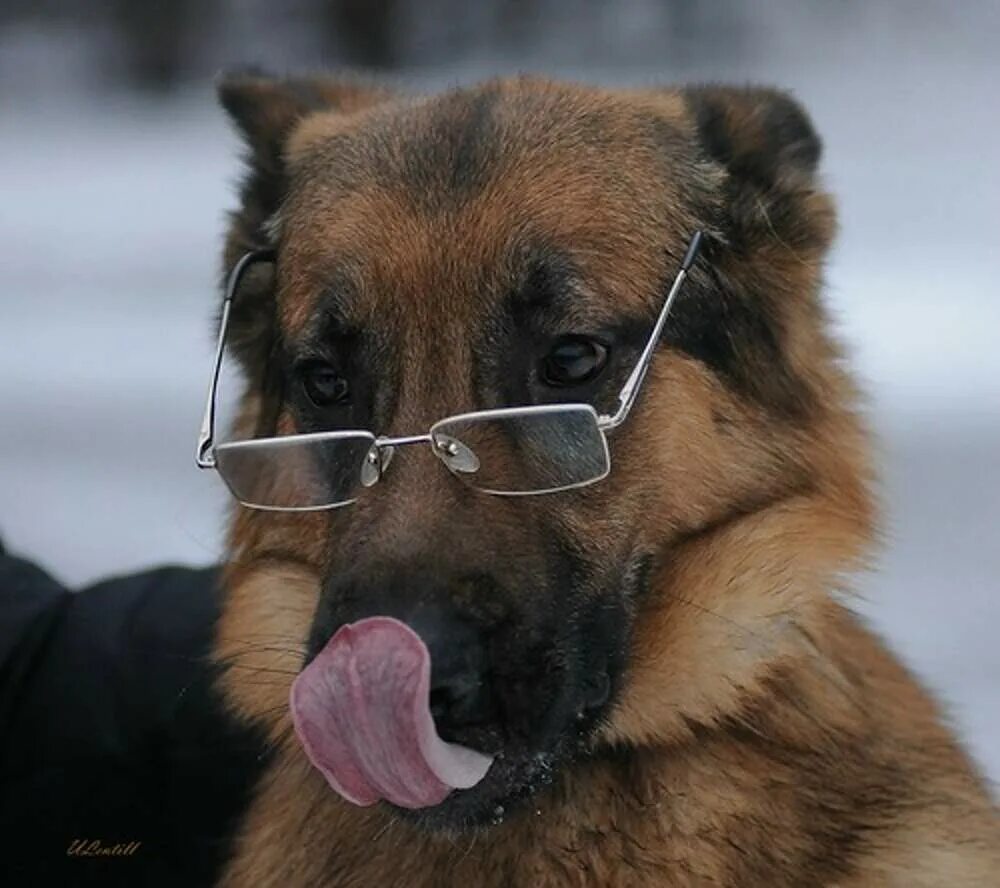 5 умных собак