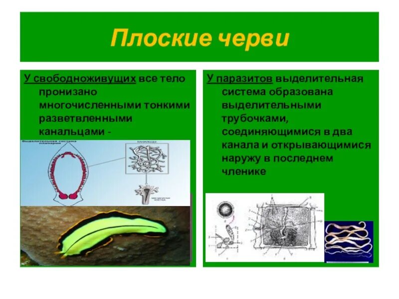 Представители свободноживущих червей. Плоские черви паразиты и свободноживущие. Свободноживущих плоских червей. Свободноживущие плоские черви представители. Представители свободноживущих плоских червей.