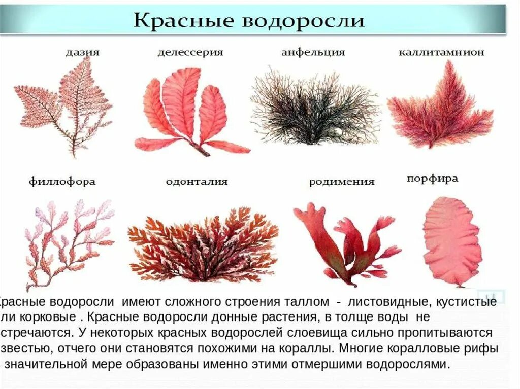 Многоклеточные красные водоросли. Красные водоросли багрянки строение. Филлофора водоросль строение. Строение таллома красных водорослей.