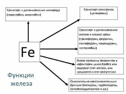Функции железа в биологии