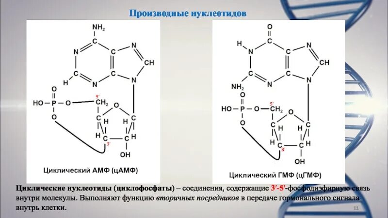 Строение цамф. Строение цамф