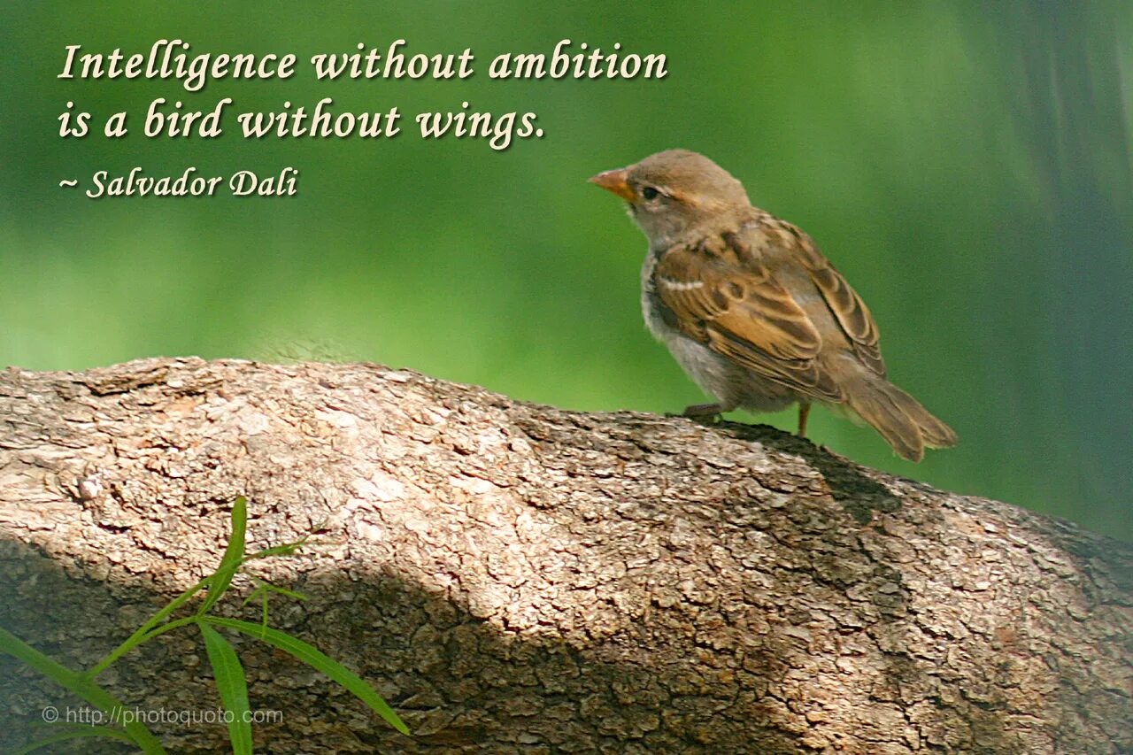 Make me a bird. Proverbs about birds. bird intelligence. sayings about early birds. i have a bird.