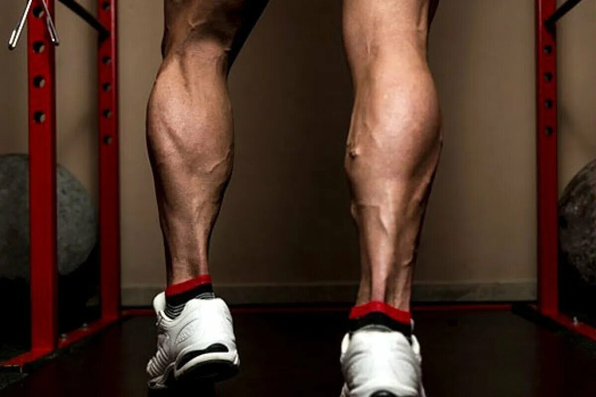 Бугорки мышцы. Анатомия сухожилия двуглавой мышцы. Бугорки мышцы. Клювовидно-плечевая мышца функции. Бугорки мышцы.