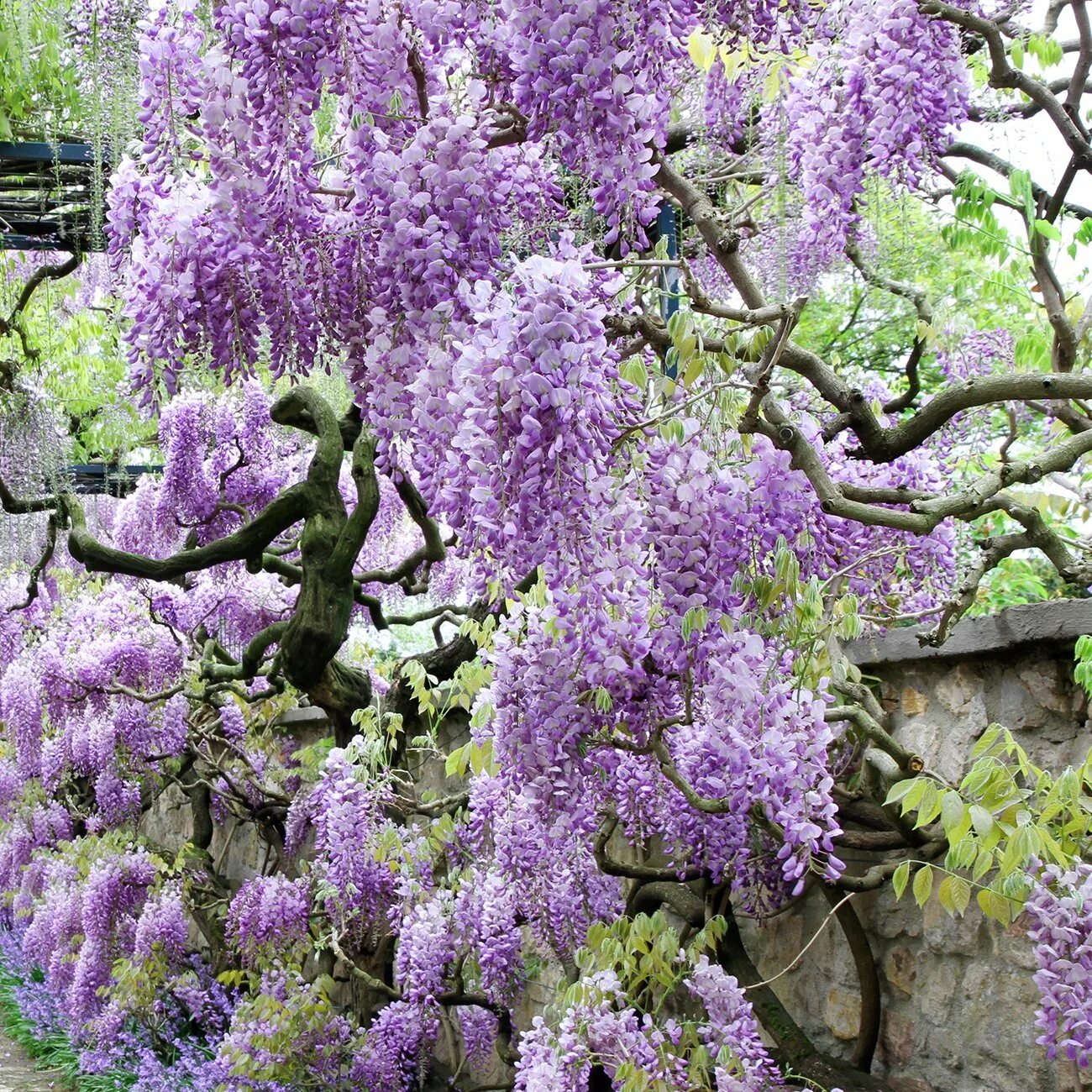 Фиолетовое дерево название. Глициния Вистерия Каскад. Глициния Вистерия Синенсис.