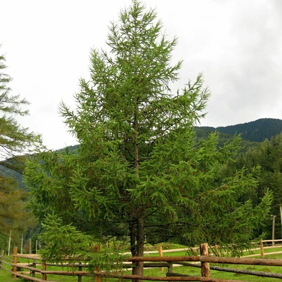 Лиственница Larix kaempferi. Лиственница тонкочешуйчатая Larix kaempferi. Лиственница японская Кемпфера. Лиственница японская 'Bederkesa'.