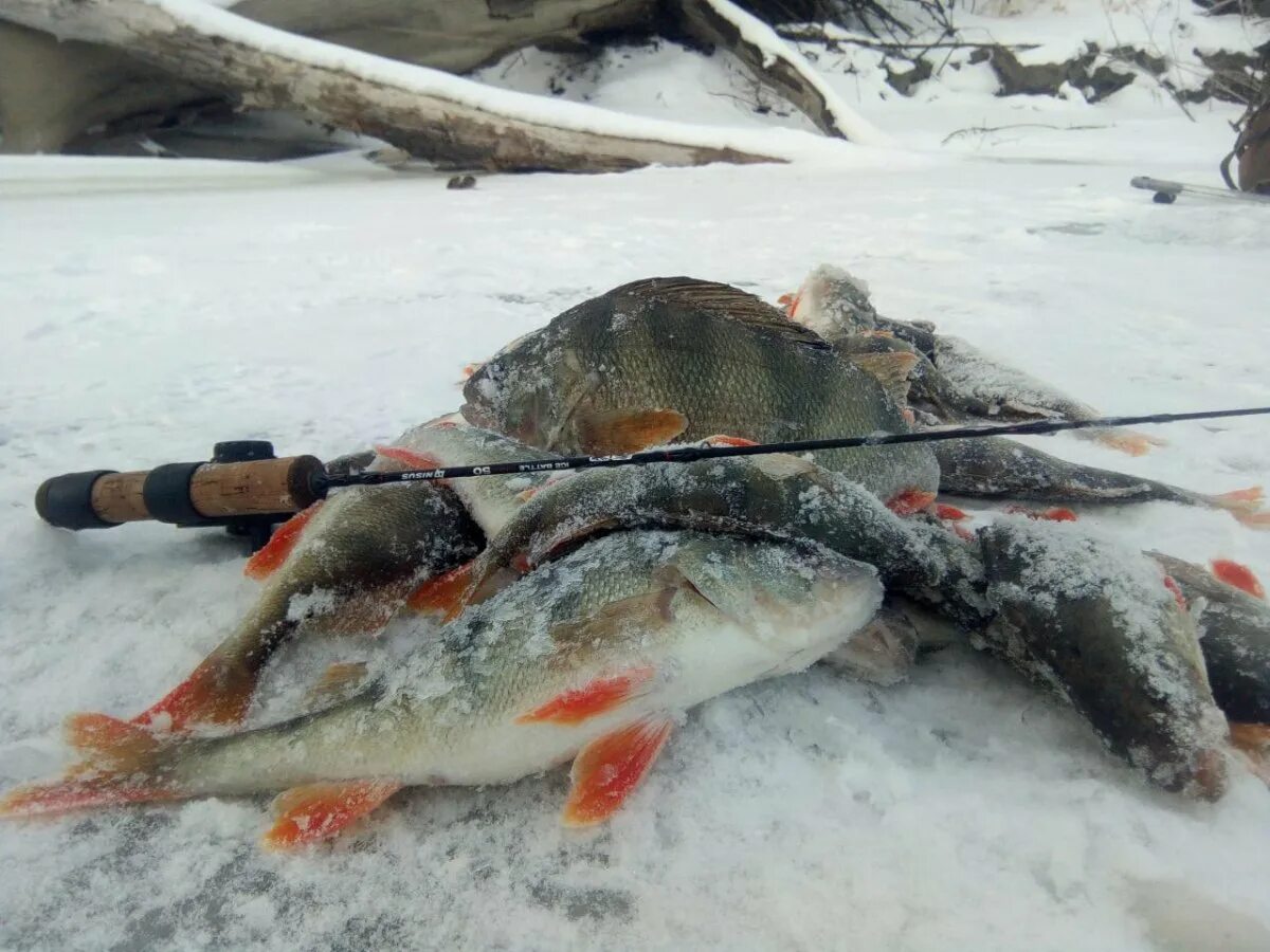Зимняя рыбалка на Волге. Зимняя рыбалка на судака в Астрахани. Зимняя рыбалка в Сибири. Рыбалка в Астрахани зимой.