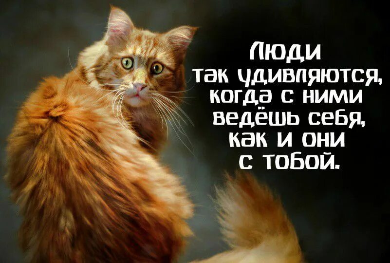 Люди удивляются когда с ними поступаешь так как они с тобой. Люди удивляются когда. Люди удивляются когда с ними ведешь себя. Картинки люди так удивляются когда с ними ведешь себя так как они. Ты наверное очень удивлен тем что