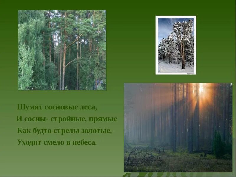Лиственничный бор. Зимняя сосна. Глухой сосновый бор. Сосна обыкновенная корабельная. Сосна длинноигольчатая.