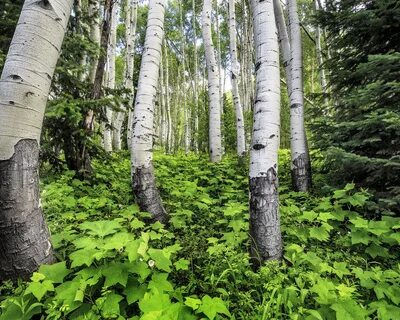 Береза магические свойства