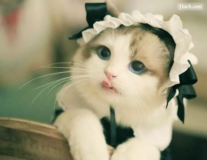 Строго милый. Милые кошки. милый кот. красивые коты. котик в костюме.