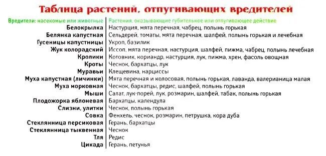 Какие запахи отпугивают клещей от людей. Таблица растений отпугивающих вредителей. Какие растения отпугивают вредителей. Растения которые отпугивают насекомых вредителей. Цветы отпугивающие вредителей на огороде.