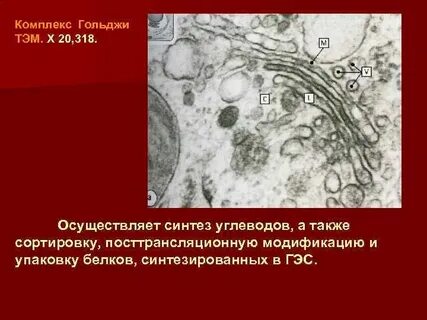 Цитоплазма гольджи
