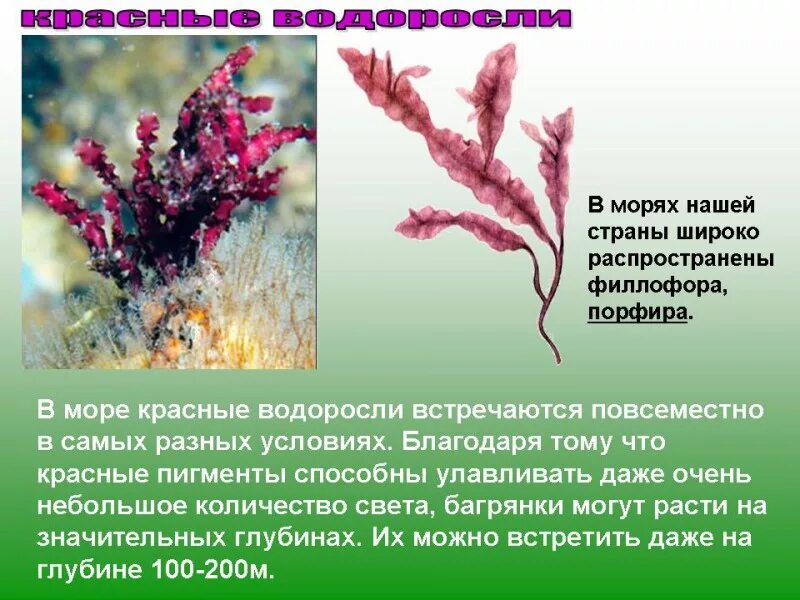 Красные водоросли 6 класс биология. Родимения водоросль сообщение. Сообщение про водоросли 6 класс биология. Каллитамнион водоросль.