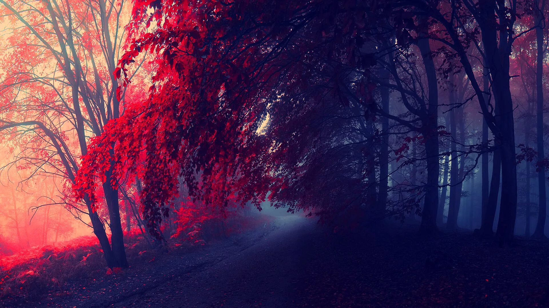 Красный лес участок. Красная осень. Красное дерево. Красивый красный пейзаж. Красивые леса.