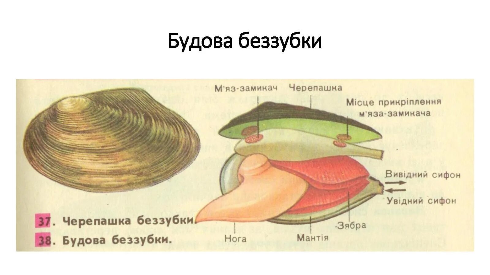 Почему беззубка