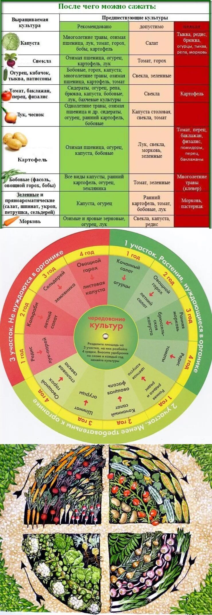 Что можно сажать после картофеля на следующий. Схема севооборота овощных культур. Севооборот на огороде. Таблица севооборота овощных культур. Севооборот овощей на даче.
