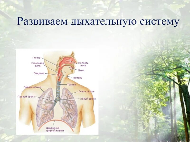 Дыхательная система. Развиваем дыхательную систему. Дыхательная система человека презентация. Сообщение про дыхание. Легкое дыхание урок