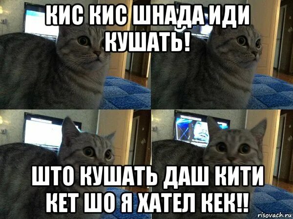 Кис кис мем. Кот кек Мем. Иди кушать Мем кот. Мем с котом я иду кушать.