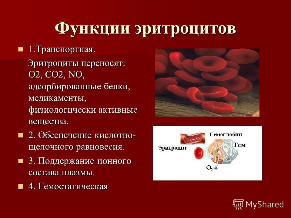 2 функция эритроцитов