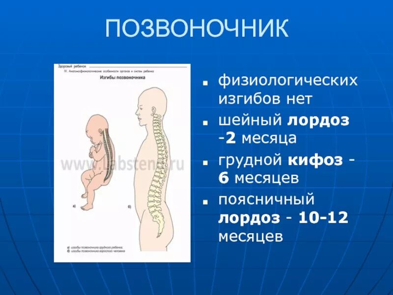 Формирование физиологических изгибов. Физиологический кифоз позвоночника. изгибы позвоночника. физиологические изгибы позвоночника формируются. формирование изгибов позвоночника.