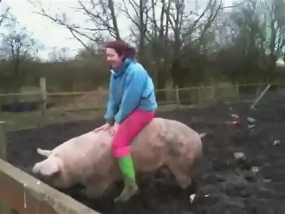 Pig riding