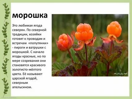 Морошка ягода описание