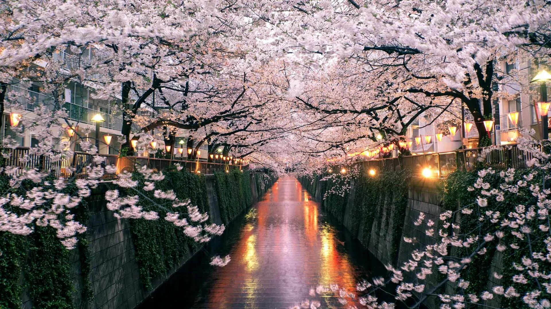Красивая корея видео. Киото цветение Сакуры. Сёдзи Мэгуро. Черри блоссом в Токио. Япония Токио Сакура.