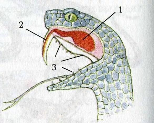 Строение ядовитого аппарата гадюк. Строение ядовитых зубов у змей. Ядовитые железы змей строение. Строение ядовитого аппарата змей. Ядовитые зубы змеи