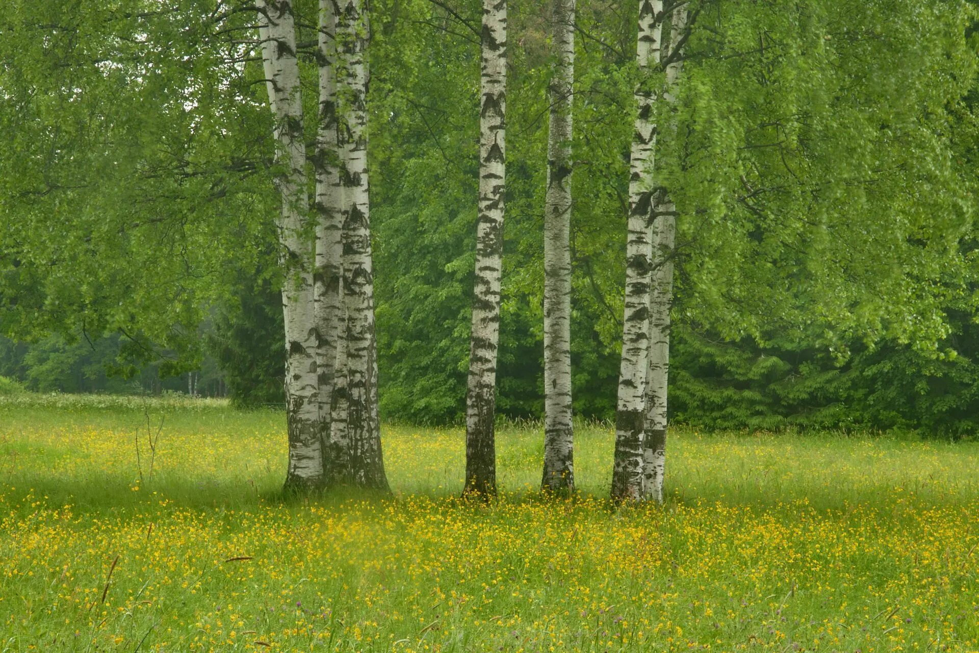 Березка бор. Русский лес Березовая роща. Березовая роща Подмосковье. Березовая роща 900 берез в Ленинградской области. Березовая роща Томск.