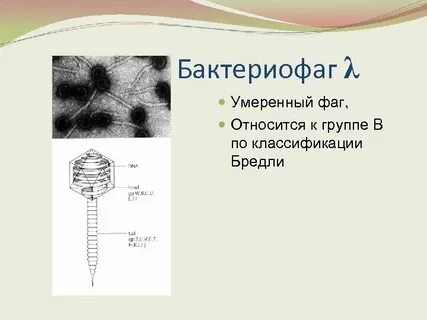 Днк бактериофага лямбда