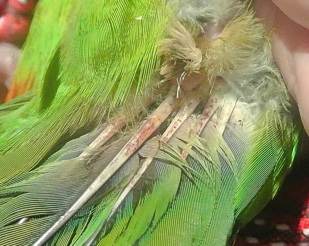 Feathering his own. Budgie Feathers. Feather Family ???? [Cockatiel].