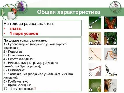 Выполняемая функция усиков