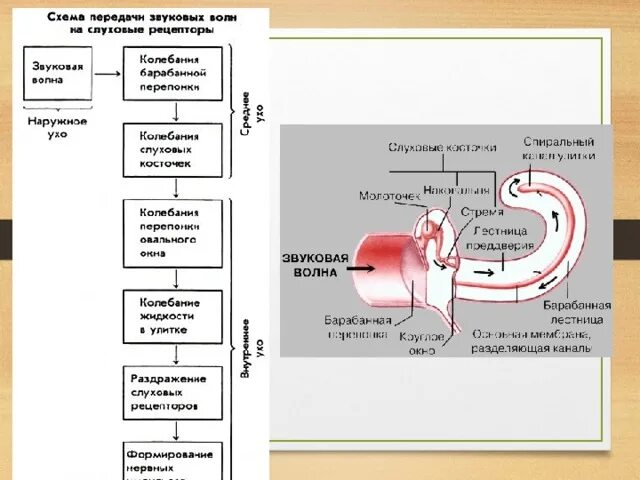 Последовательность звуковых колебаний передаются к рецепторам. Схема передачи звуковых волн на слуховые рецепторы. Последовательность процессов в слуховом анализаторе. Последовательность передачи информации в слуховом анализаторе. Последовательность передачи звуковой информации.