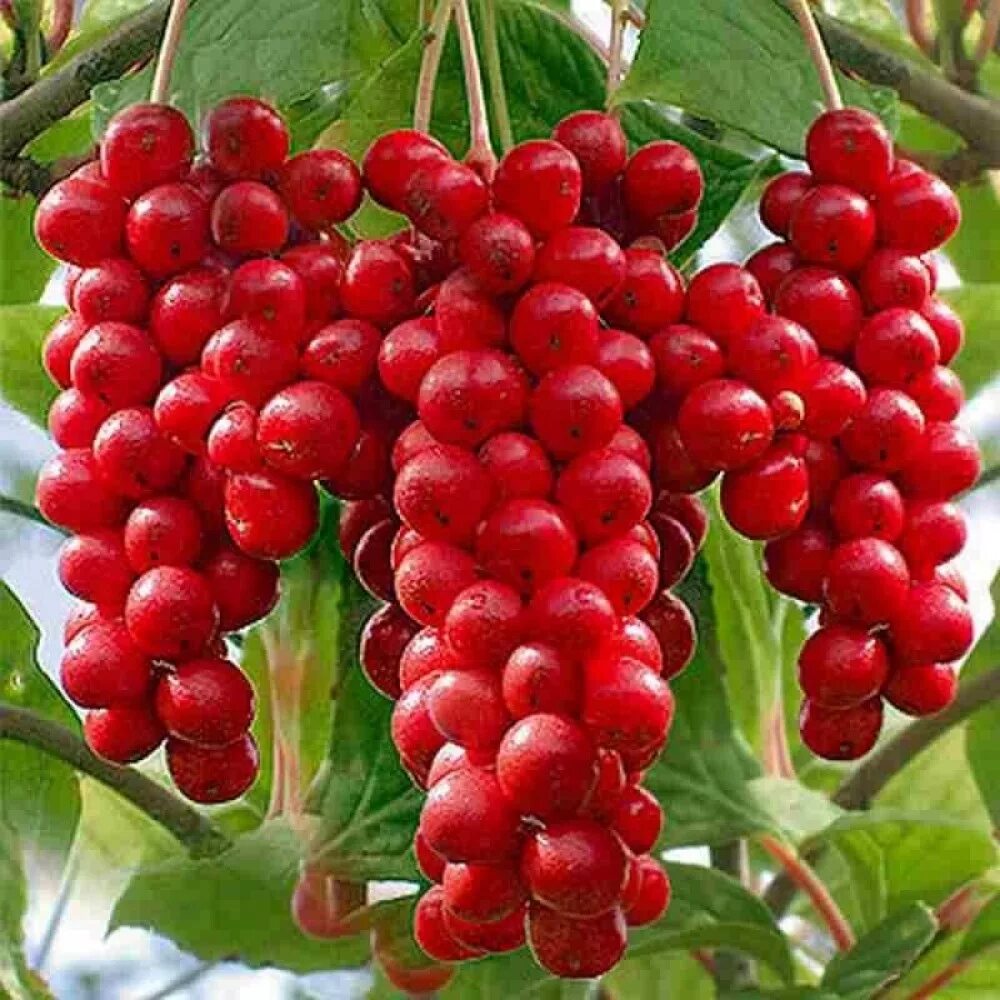 Лимонник это. Лимонник китайский (schisandra chinensis). Лимонник дальневосточный. Лимонник китайский (schisandra chinensis). Лимонник китайский синензис 1шт.