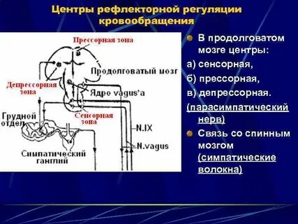 Центры жизненно важных рефлексов находятся