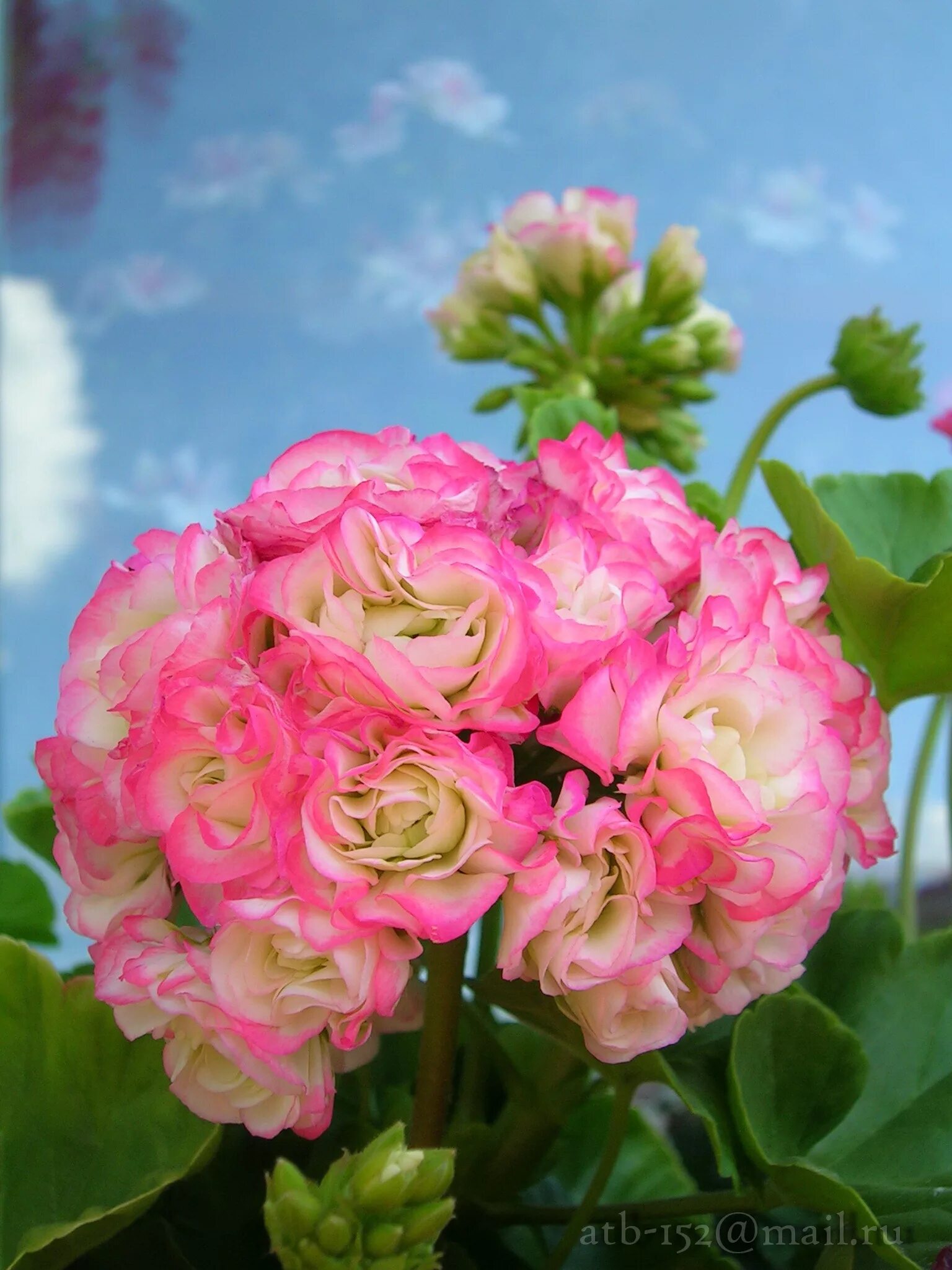 Блоссом минск. Пеларгония appleblossom rosebud. эппл блоссом розебуд. герань эппл блоссом. пеларгония эппл блоссом.
