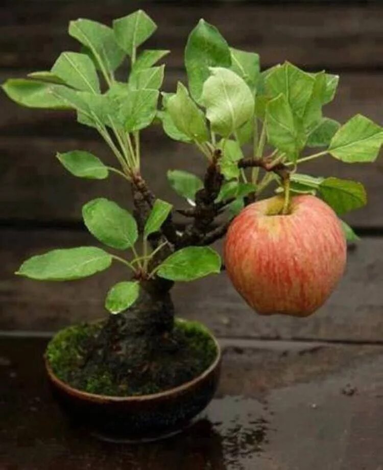 Можно ли из семечка яблока вырастить яблоню. Бонсай яблоня. Бонсай яблоко. Бонсай из яблони. Яблоня из косточки бонсай.