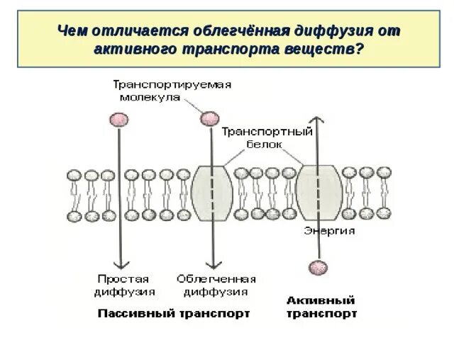 Простая диффузия и облегченная диффузия отличия. Активный транспорт и облегченная диффузия. пассивная диффузия схема. простая и облегченная диффузия. облегчённая дифузия и активный транспорт.
