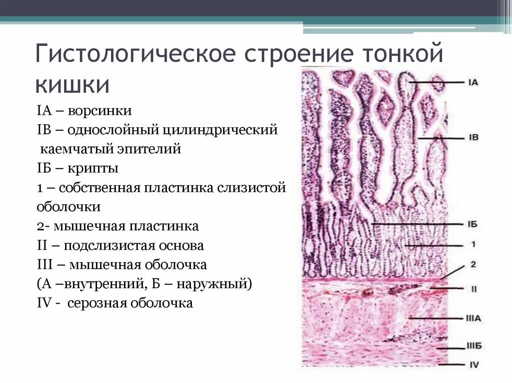 Ткани толстой кишки. Строение микроворсинки тонкого кишечника гистология. Строение тонкого кишечника гистология. Ворсинки тонкого кишечника гистология. Строение ворсинки тонкого кишечника гистология.