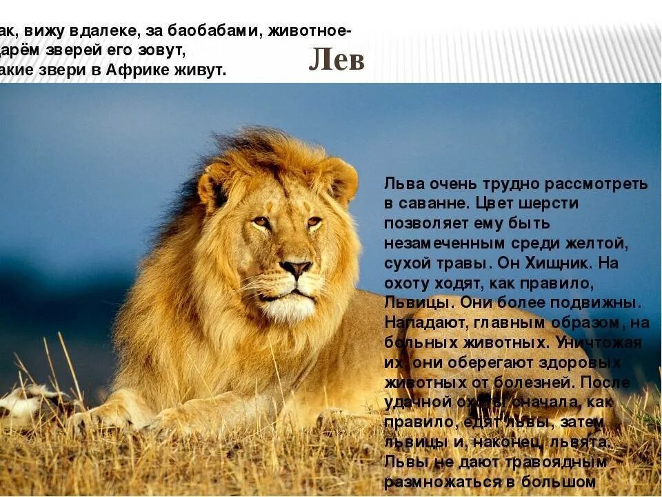 Лев интересные факты
