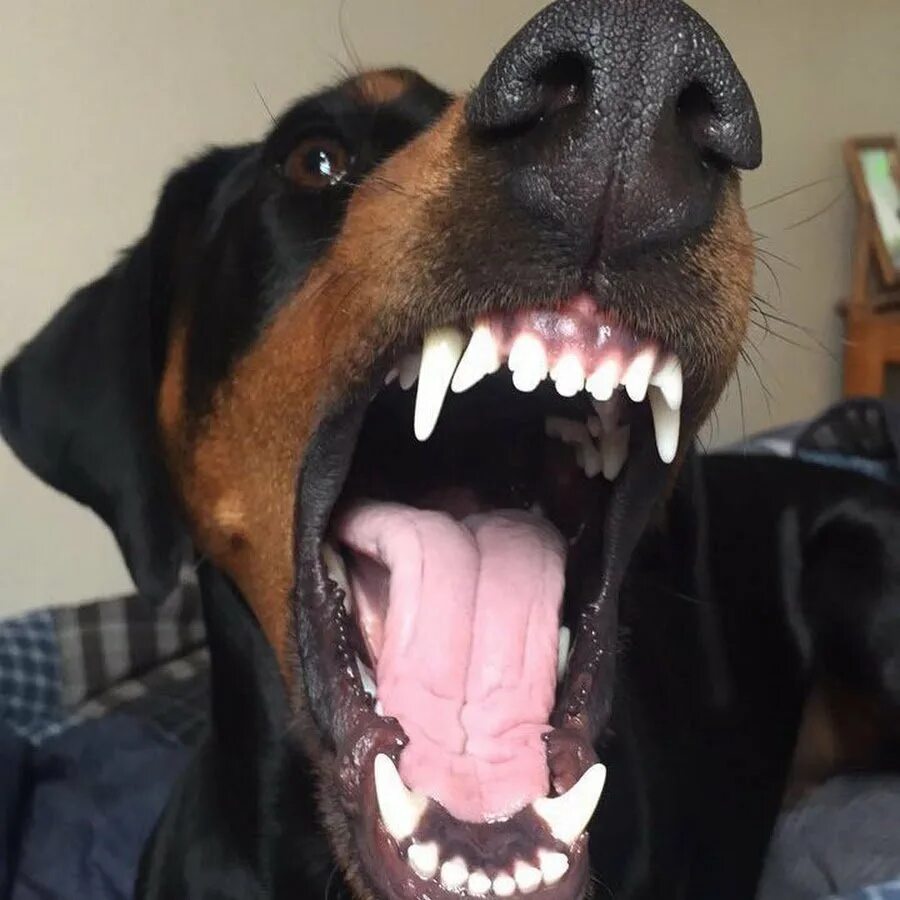 Намордники для собак доберман. Доберман скалится. Доберман собака. Доберман меланист. Доберман клыки.
