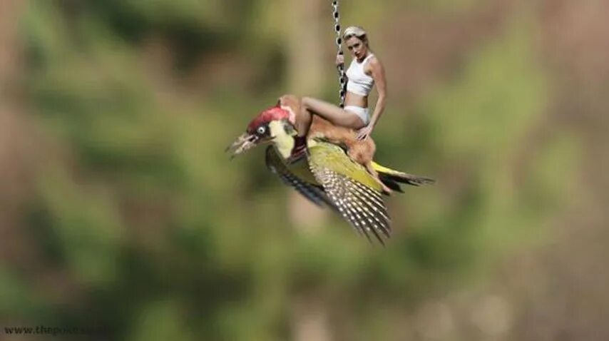 Куница ласка горностай. Ласка птица. Ласка на спине у дятла. Ласка на дятле. Ласка птица.