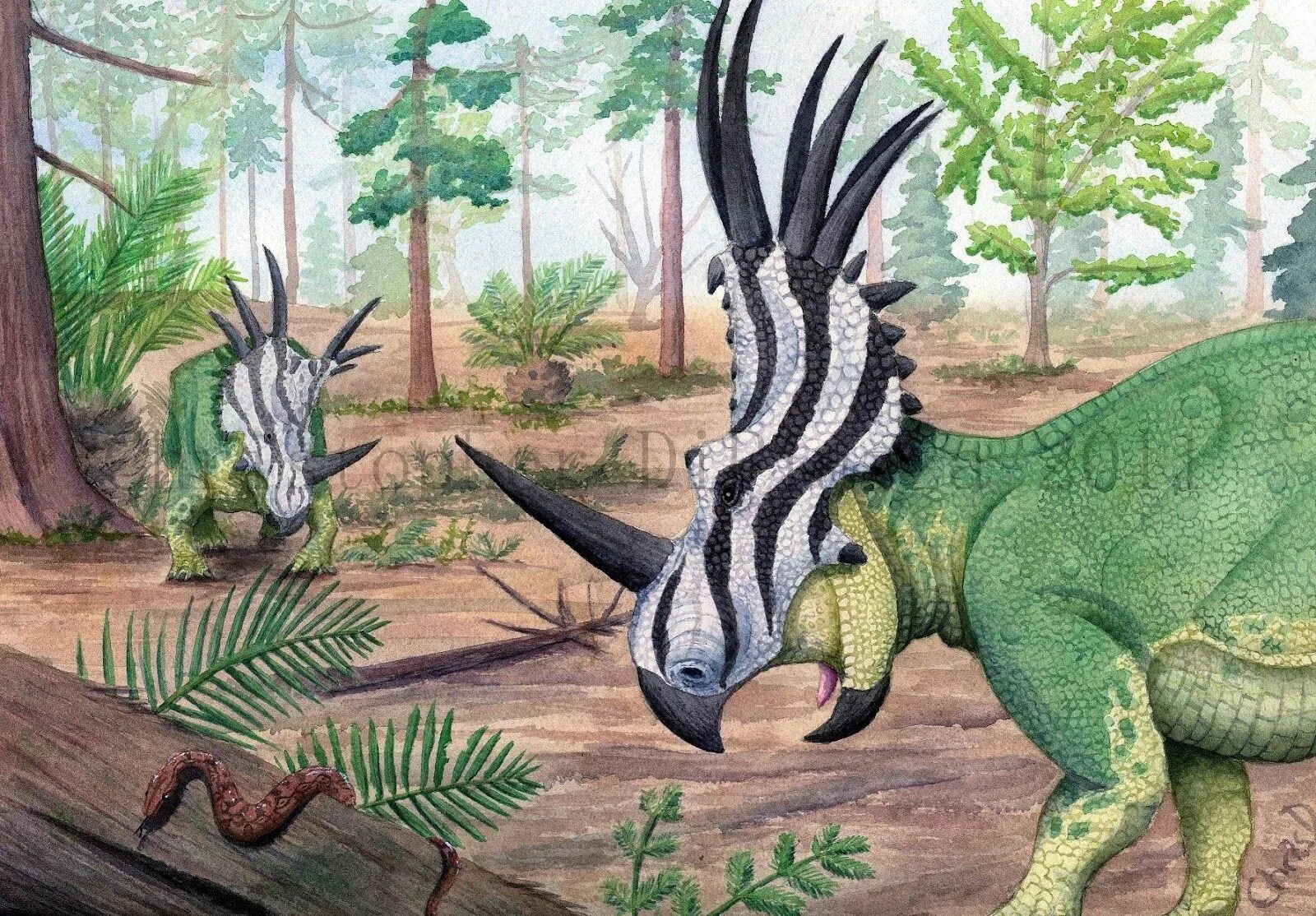 Стиракозавр. Стиракозавр палеоарт. Styracosaurus albertensis. Стиракозавр динозавр.
