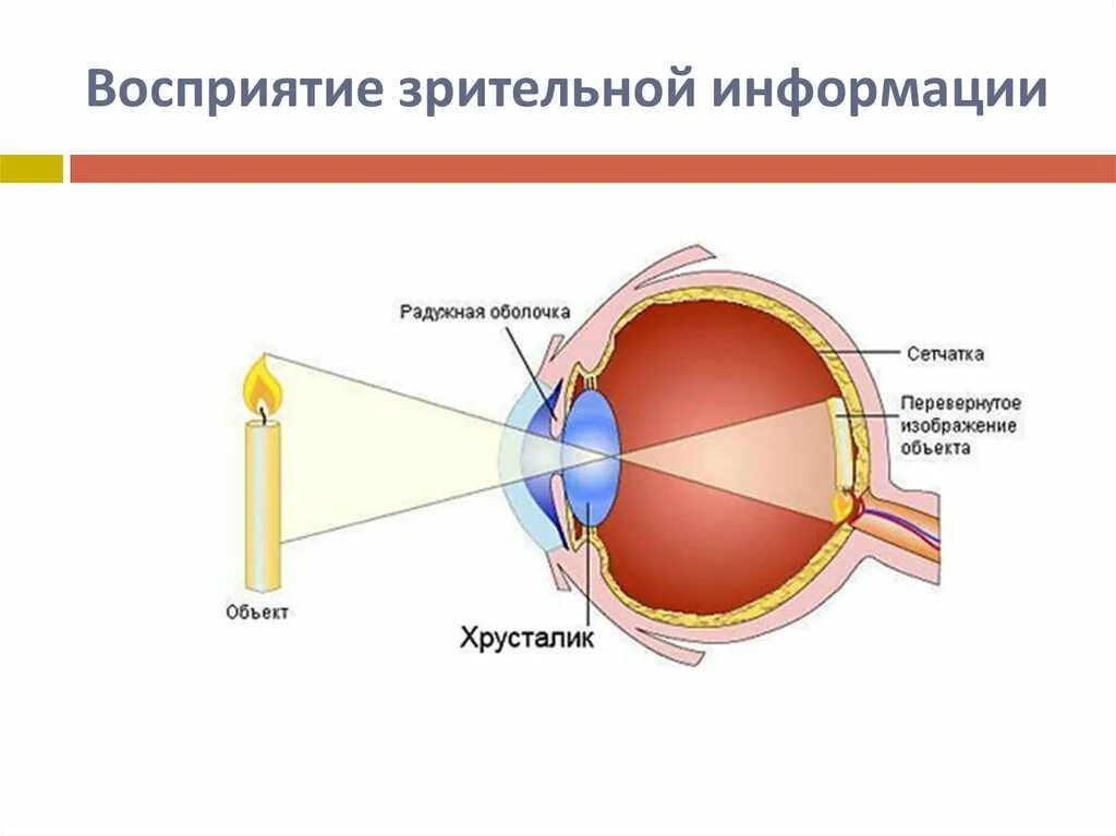 Какое изображение появляется на сетчатке глаза. Восприятие изображения глазом. Изображение на сетчатке глаза. Восприятие зрительной информации. Формирование изображения на сетчатке.