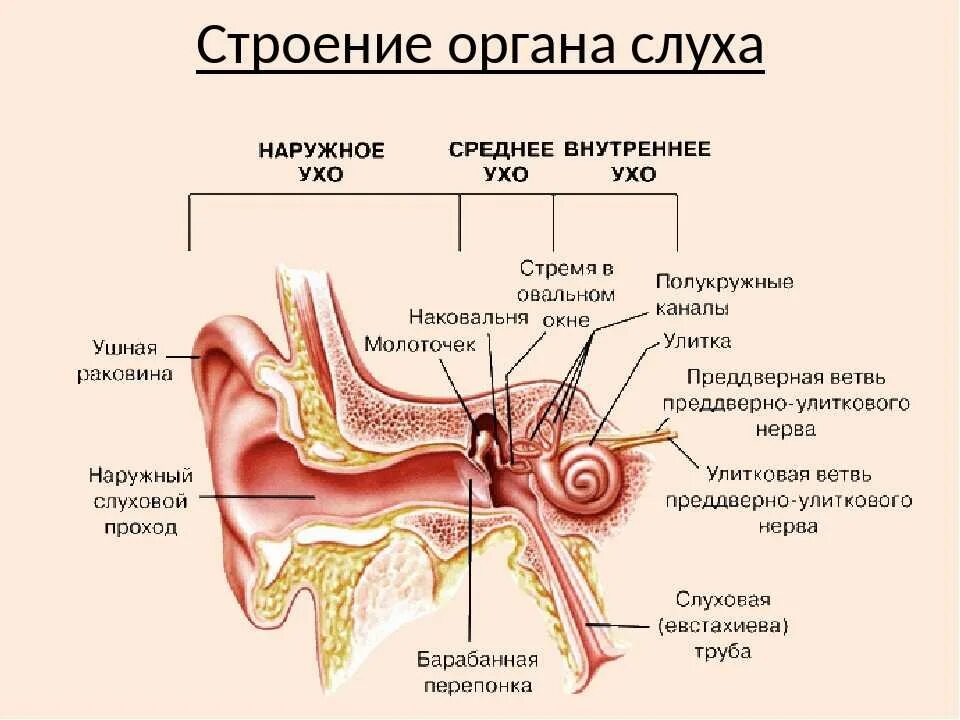 Периферическое звено анализатора слуха. Строение органа слуха. Ухо человека строение. Строение органа слуха человека. 3 отдела органа слуха